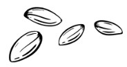 Description of the image